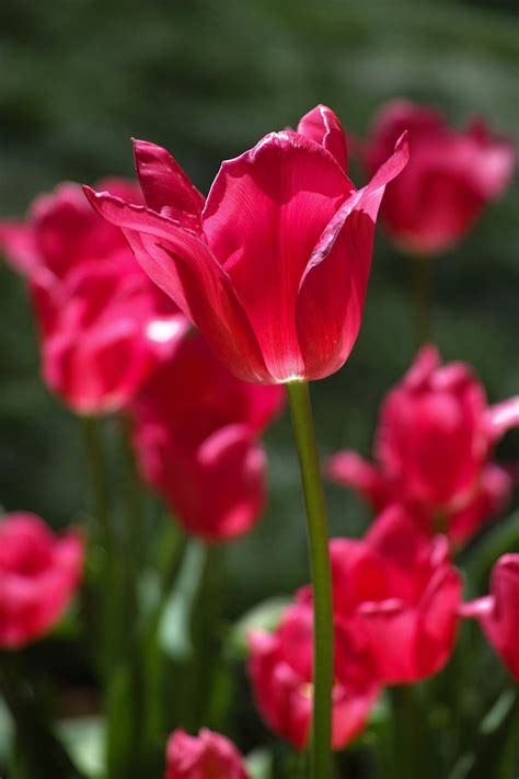 Hd Wallpaper Flower Tulips Red Spring Flowers Nature Plant