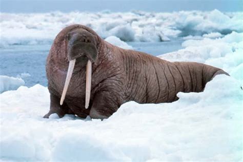 Pacific Walrus Photo By National Oceanic And Atmospheric Association