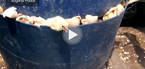 Chicks Crushed Drowned And Burned To Death By Egg And Chicken Flesh