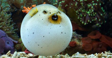 15 Types Of Freshwater And Saltwater Pufferfish Az Animals