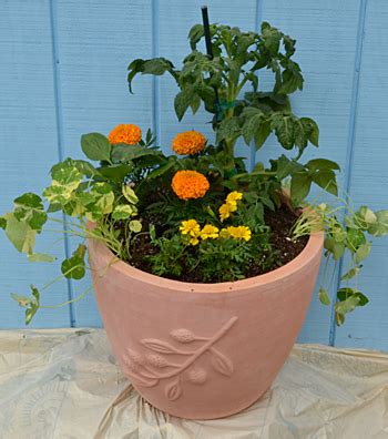 Check spelling or type a new query. Why you should plant veggies in containers, plus a ...