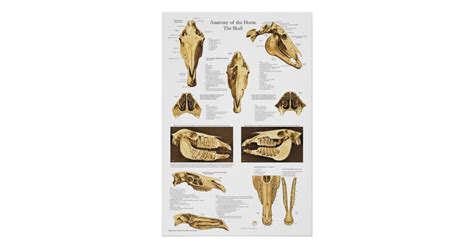 Horse Skull Anatomy Poster Anatomical Chart | Zazzle.com.au