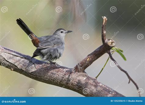 The Gray Catbird Dumetella Carolinensis Perched In A Tree Stock Image