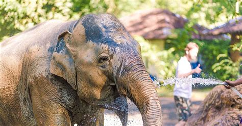 Phang Nga Elephant Park At Phuket