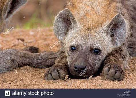 Hyena Lying Resting High Resolution Stock Photography And Images Alamy