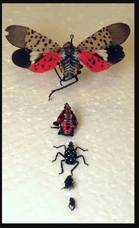 Wanted To Post The Stages Of A Spotted Lantern Fly Since I Had Only Met