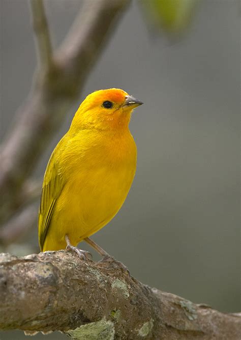 Download Saffron Finch Facts, Pet Care, Temperament, Feeding ...