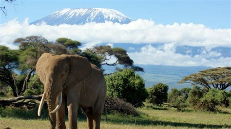 14 Mount Kilimanjaro Hd Wallpapers Mount Kilimanjaro Kilimanjaro