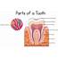 Parts Of A Tooth Diagram 614137 Vector Art At Vecteezy