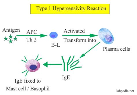 Chapter 11 Hypersensitivity Reactions Type 1 Hypersensitivity