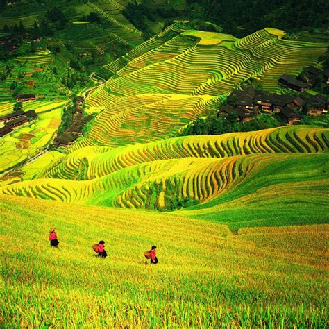 Top 6 Most Beautiful Rice Terraces In China Yuanyang And Longji
