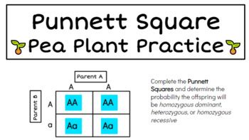 Punnett Square Pea Plant Practice By Teaching Good Science Tpt
