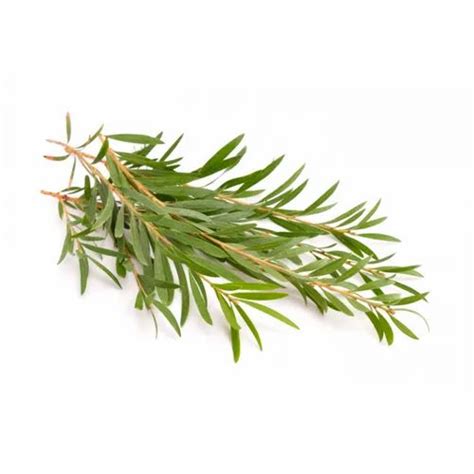 100 Pure Melaleuca Alternifolia Tea Tree Natural Essential Oil For
