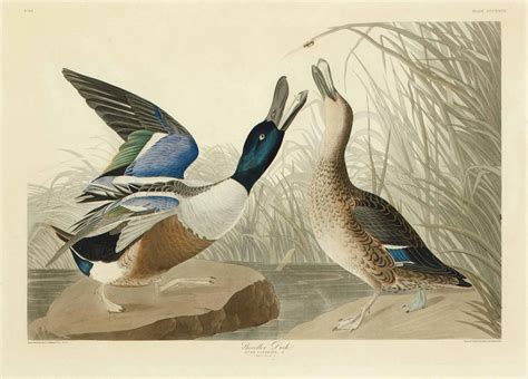 John James Audubon By Robert Havell