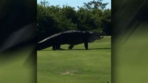 Alligator In Florida Catches Golf Ball In Mouth During Tournament It