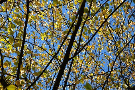 Leaves Autumn Yellow Aesthetic Branches Bright Yellow Sky Fall