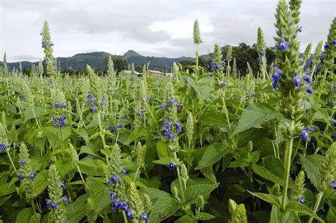 Salvia Hispanica Chia Plants The Benefits Are Clear When It Comes