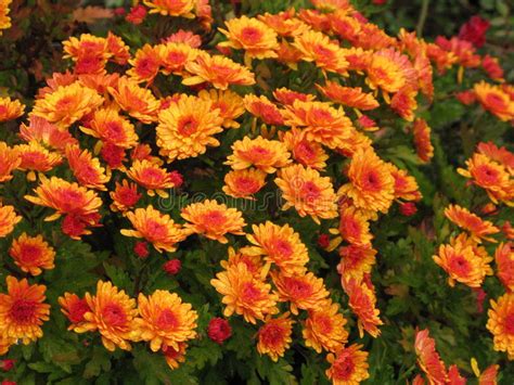 Light Orange Chrysanthemums Stock Photo Image Of Autumn Flowerbed