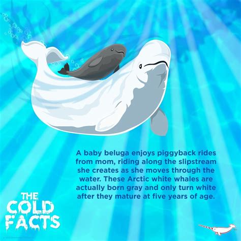 Beluga Whale In 2021 Fun Facts About Animals Beluga Whale Beluga