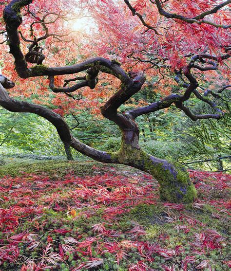Old Japanese Maple Tree In Fall Photograph By David Gn
