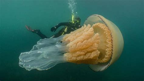 The Largest Jellyfish Ever Found In British Waters Wordlesstech