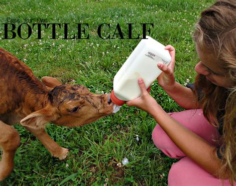 Bottle Calves 5 Survival Tips Manna Pro
