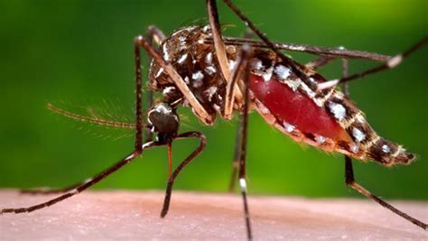 gov declares zika virus public health emergency