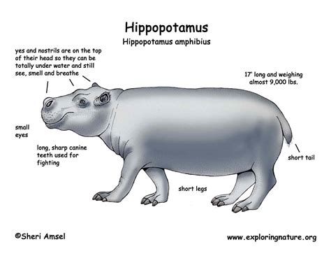 Hippo Diagram