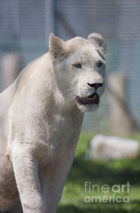 White Lion By Steven Ralser Rare Albino Animals Albino Animals