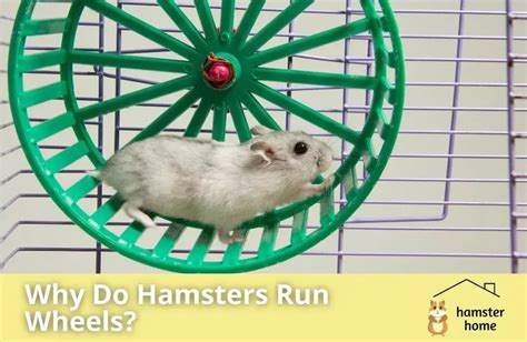 Why Do Hamsters Run On Wheels Mystery Solved Hamster Home