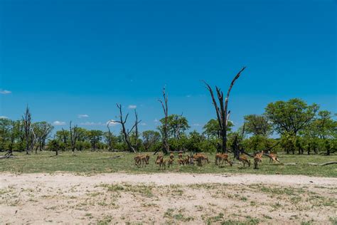 Xakanaka Region Moremi Game Reserve Botswana Nadine Flickr