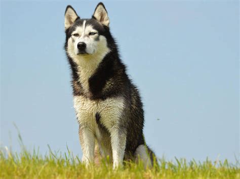 Guide To All Types Of Huskies Uk Pets
