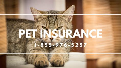 Pet Insurance Hortonville NY - Best Dog Insurance Reviews ...
