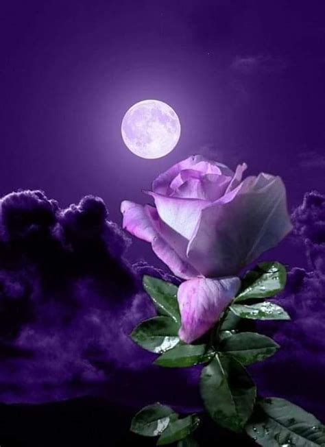 Omar 🍁 On Twitter In 2020 Moon Flower Beautiful Moon Moon Art