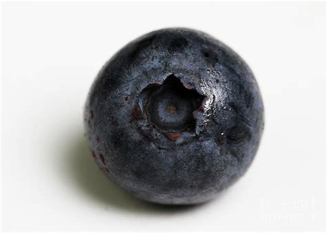 A Single Blueberry Photograph By Photo Researchers Inc