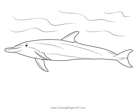 Bottlenose Dolphin Coloring Page For Kids Free Dolphins Printable