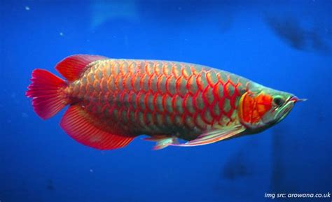 We did not find results for: Tips Agar Warna Merah Arwana Cepat Keluar - Pusat Ikan Koi