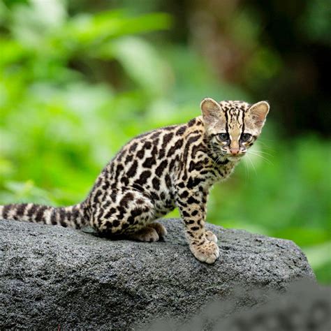 Follow Us Fore More Rt Enjoynature Baby Wild Cat Margay Or Tree