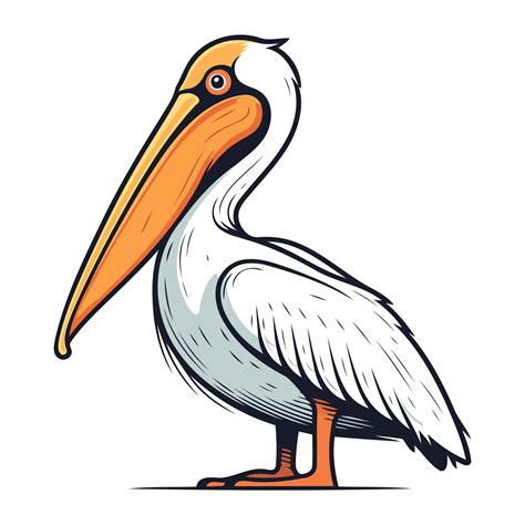 Pelican Bird Vector Illustration Isolated On White Background Cartoon