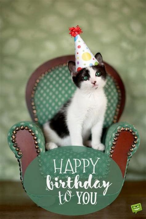 101 Funny Cat Birthday Memes For The Feline Lovers In Your Life Happy Birthday Cat Cat