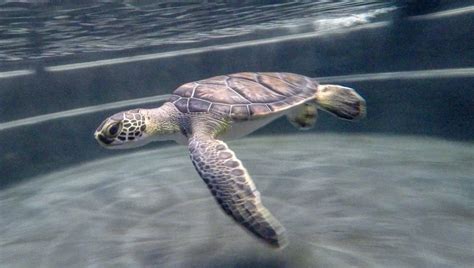 Nine Rehabilitated Sea Turtles Released Back Into Gulf Of Mexico
