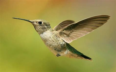 A collection of the top 65 bird wallpapers and backgrounds available for download for free. Beautiful Bird Flying in Sky Image | HD Wallpapers