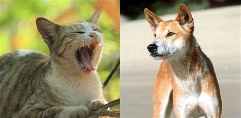 Cats Are Not Scared Off By Dingoes We Must Find Another