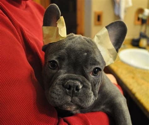 At What Age Do French Bulldog Puppies Ears Stand Up Straight
