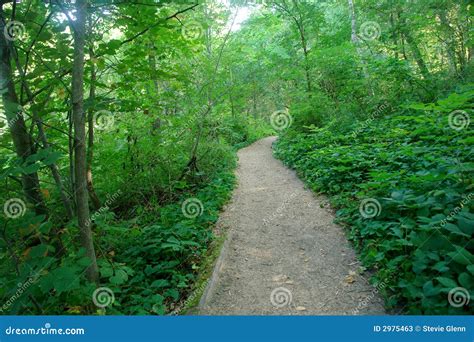 Trail Through Forest Stock Photos Image 2975463