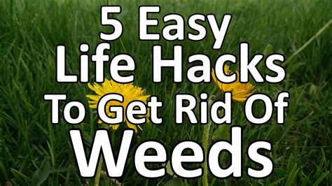 Garden Weeds And How To Get Rid Of Them Garden Likes
