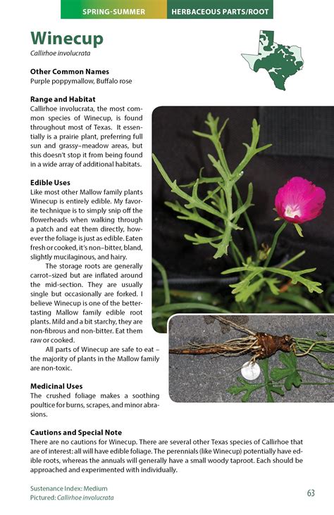 Wild Edible Plants Of Texas A Pocket Guide To The Identification