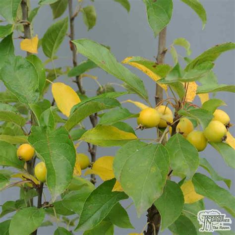 Malus Golden Hornet Crabapple Trees Ashridge Nurseries My Xxx Hot Girl