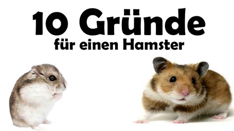Hamster Com
