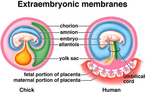 Biology Form 6 Human Fetal Development